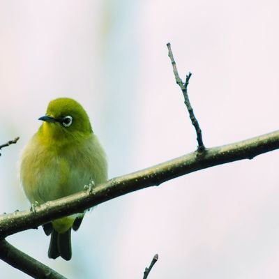 朝の散歩時、手持ち一眼で野鳥他動植物を撮ってます。毛虫以外の動植物ですが。なお、DMは基本受けません。