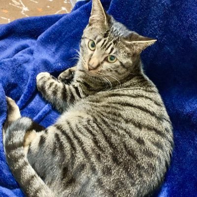 愛知でミニ四駆をやってます!基本公式メインでやってます。 ディズニーも好きでポップ・ヴィランズをよく見ています。 USJも大好きでミニオンズフィーバー最高ー^_^ 最近ポケカも始めました!