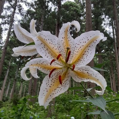 hauchian7's profile picture. 鬱、強迫性障害、解離性同一性障害の疑い、聴覚過敏持ちです。岩手住みです。