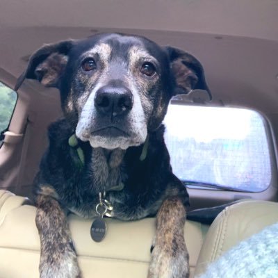 dearreader42's profile picture. if i could be a dog, i'd be a designer dog: husky + french bulldog = hardworking + forced affection § overwhelmed § curious § aspiring captain of boats §