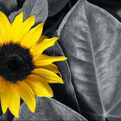 seham20h's profile picture. 