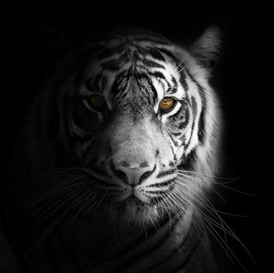 batangcau's profile picture. boga jantung teu boga haté || Retweet bukan berarti setuju || https://t.co/bbkhfMh3zI