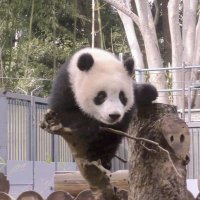 しまっしま (@qxyq1n6ow6cnuoz) 's Twitter Profile