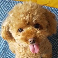 音ちゃん (@jkp00bumx3eucon) 's Twitter Profile
