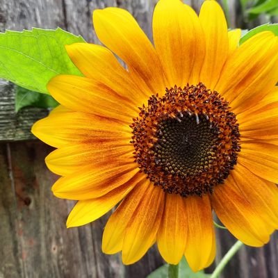 usps fangirl~curious about zinnia AND dahlia~strong supporter of voting rights