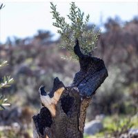 Tülin (@celiktulina) 's Twitter Profile