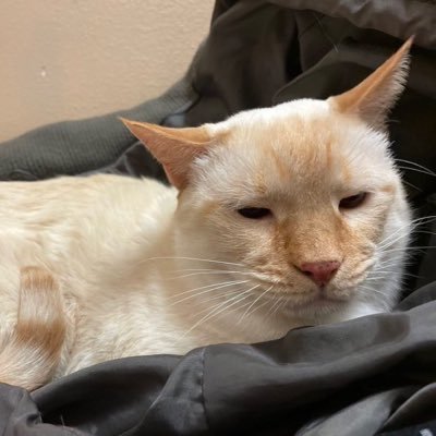 newdnz's profile picture. super graphic ultra modern girl