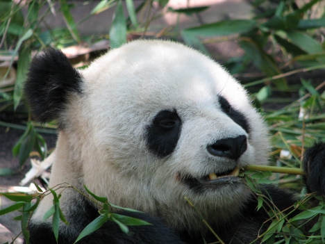 herebepanda's profile picture.