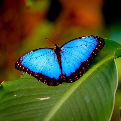 yuuki_kazaya's profile picture. ebay輸入で月10万稼ぎたいです。ebay輸出のアルバイトやってます。輸出輸入をやって、借金も返して人生立て直したい。将来的には実店舗を構えるのが夢。アート、読書、音楽、ギター