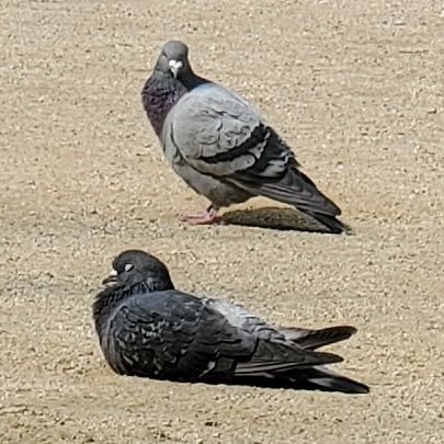 ふとんさんのプロフィール画像
