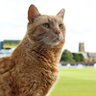 SCCCBrianTheCat's profile picture. I am a cat that likes cricket! Meowzat! 😺🏏