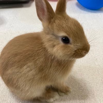 SugiKou_318's profile picture. 音楽、ベース、ゲーム、漫画、アニメ、ラーメン、うさぎが好き Twitter初心者     春から芝浦建築学部SA