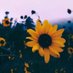 wallflower🌻 (@wallflowerr07) Twitter profile photo wallflower🌻 (@wallflowerr07) Twitter profile photo