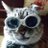 猫と仲良しのアイコン