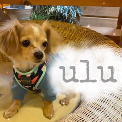 飼い主さんと服の系統をそろえてお散歩〜🐶 🦴☄︎ ワンちゃんも嬉しい🌼周りの人にも注目浴びるカモ🦖💕 ✽土日・祝日は、DMの方お休み致しています。 ✽国内発送〜🚚 ⇣⇣タグ付け大歓迎⇣⇣ 〖 @doglife_ulu 〗〖 #doglifeulu 〗 (☝︎˘◡︎˘ )☝︎