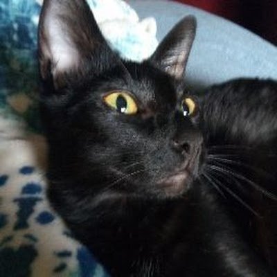 Gus playful & loyal🐾birdie & squirrel watcher 🤪bug hunter🐾wuvs playing with big sis Peanut & toys.💞's Mom & those with good💞.🌻🇺🇦🌻 🏳️🌈BLM🌊☮️