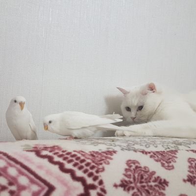 kaptanozlemn's profile picture. 