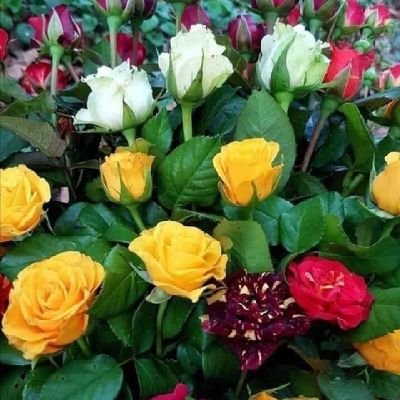 BikiHossain7's profile picture. Only Allah