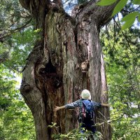 japan.forestbathing.tour(@refresh_forests) 's Twitter Profile Photo