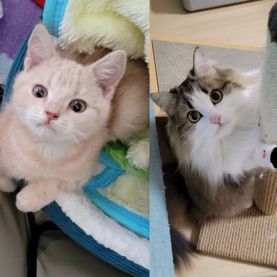 ミヌエット🐈️のルルちゃん【2020.8.16】
アメリカンショートヘア(里親)のロロくん【2021.12.05】の日常です☺気軽にフォローしてください( ´ー`) 動物好きな人と繋がりたい🍀 フォロー・リツイート大歓迎💓#猫好きさんと繋がりたい