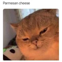 ShshshaW ! pocket sand ! (@nczawk) 's Twitter Profile