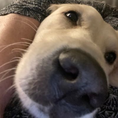 I love dogs more than most people . I Detest reform .