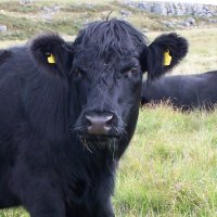 WelshCow (@welsh_buwch) 's Twitter Profile Photo WelshCow (@welsh_buwch) 's Twitter Profile Photo