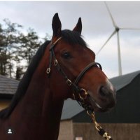 Lacken stud (@lackenstud) 's Twitter Profile