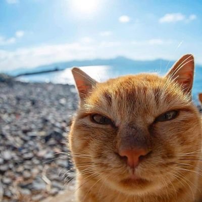 Petrovi4_Lex's profile picture. 