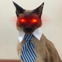 ₿usiness Cat(@_business_cat) 's Twitter Profile Photo