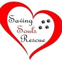 Saving Souls Animal Rescue(@savingsoulsdogs) 's Twitter Profile Photo