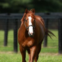 Justify (@thejustifys) 's Twitter Profile