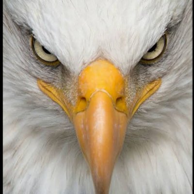 Eeagle007 Profile Picture