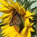 Oksana Yonan (@1truthkeeper) Twitter profile photo Oksana Yonan (@1truthkeeper) Twitter profile photo