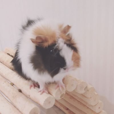 すばるさんのプロフィール画像
