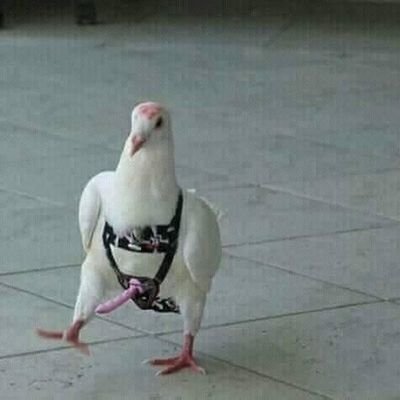 MlikosKecupem's profile picture. Tečka
