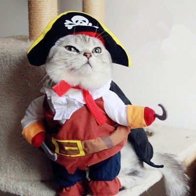 SirJohnLong01's profile picture. I am a pirate #cat 🗡and I sail the Twitter ocean in search of the depths of the human mind and behavior 🧠💭 #PsychologyJourney #MindExplorer #Trouverunpsy