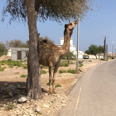 babu2001kv's profile picture. 