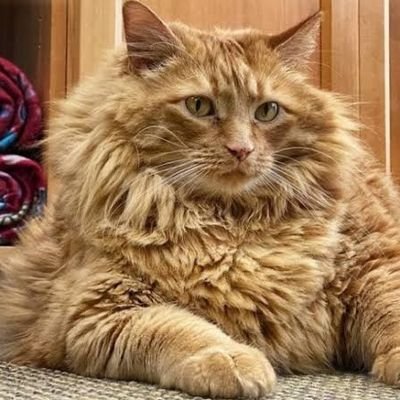 Rubbengonz's profile picture. Americanista de corazón.!!!💛💙💛💙