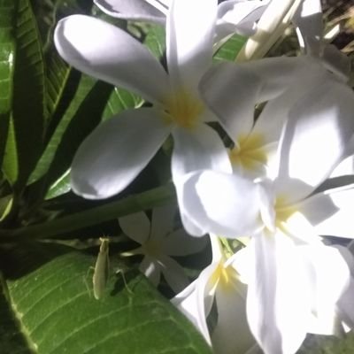 pratsays's profile picture. Fellow @terradotdo Ex  @CleanMax_Ofc  @SolarQuarter @RystadEnergy @mercomIndia @thomsonreuters  If one can, one must. If one must, mustn't it be now.