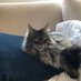 Lisa (@kittywhisperer7) Twitter profile photo Lisa (@kittywhisperer7) Twitter profile photo