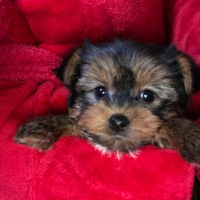 Just trying to find some help for my daughter puppy's surgery