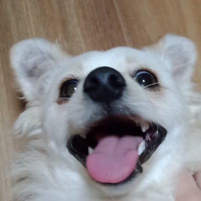 allogrenow69's profile picture. get out of my swamp || banner by @nicshibe🫡