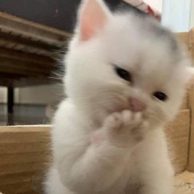 shokaptuch's profile picture. suka rindu