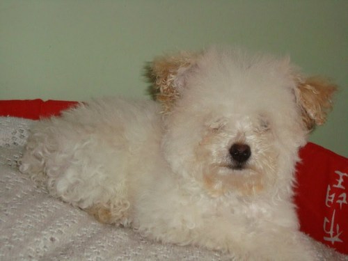 Sou um lindo poodle! Amo minha dona!