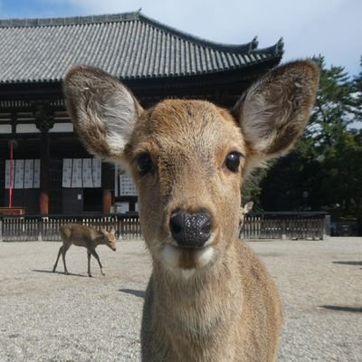 最近は奈良・京都のリアルタイムなスナップ写真（鹿率高し）やイベント情報のツイートが多いです。時々、私の迷言も呟きます。阪神タイガースとビートルズと奈良公園を愛する日々是好日な紳士？です。写真の無断転載はご遠慮願います。YouTube: naranofukuchan  Instagram: naranofuku