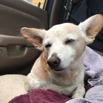 sophiechlein's profile picture. I’m here because I ran out of pages in my journal