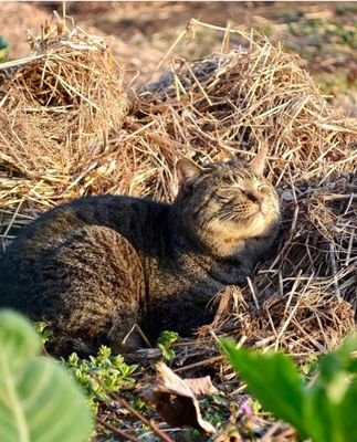 riko_halifah's profile picture. a bounty hunter