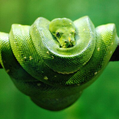 sdutra's profile image