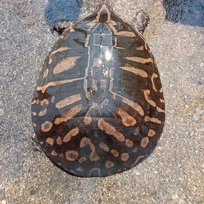 Goodie2022's profile picture. 